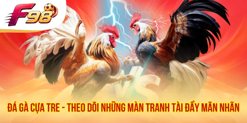 Đá Gà Cựa Tre - Theo Dõi Những Màn Tranh Tài Đầy Mãn Nhãn